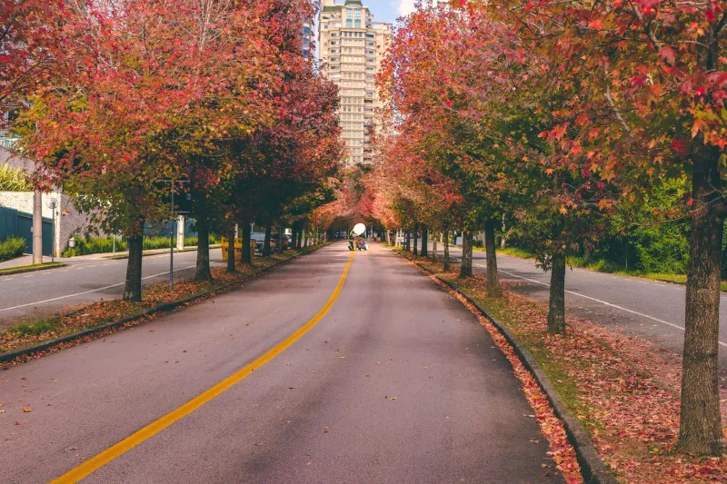 Sheltered in Plain Sight: The Understated Power of Deer Park's Tree Canopy as a Privacy Amenity
